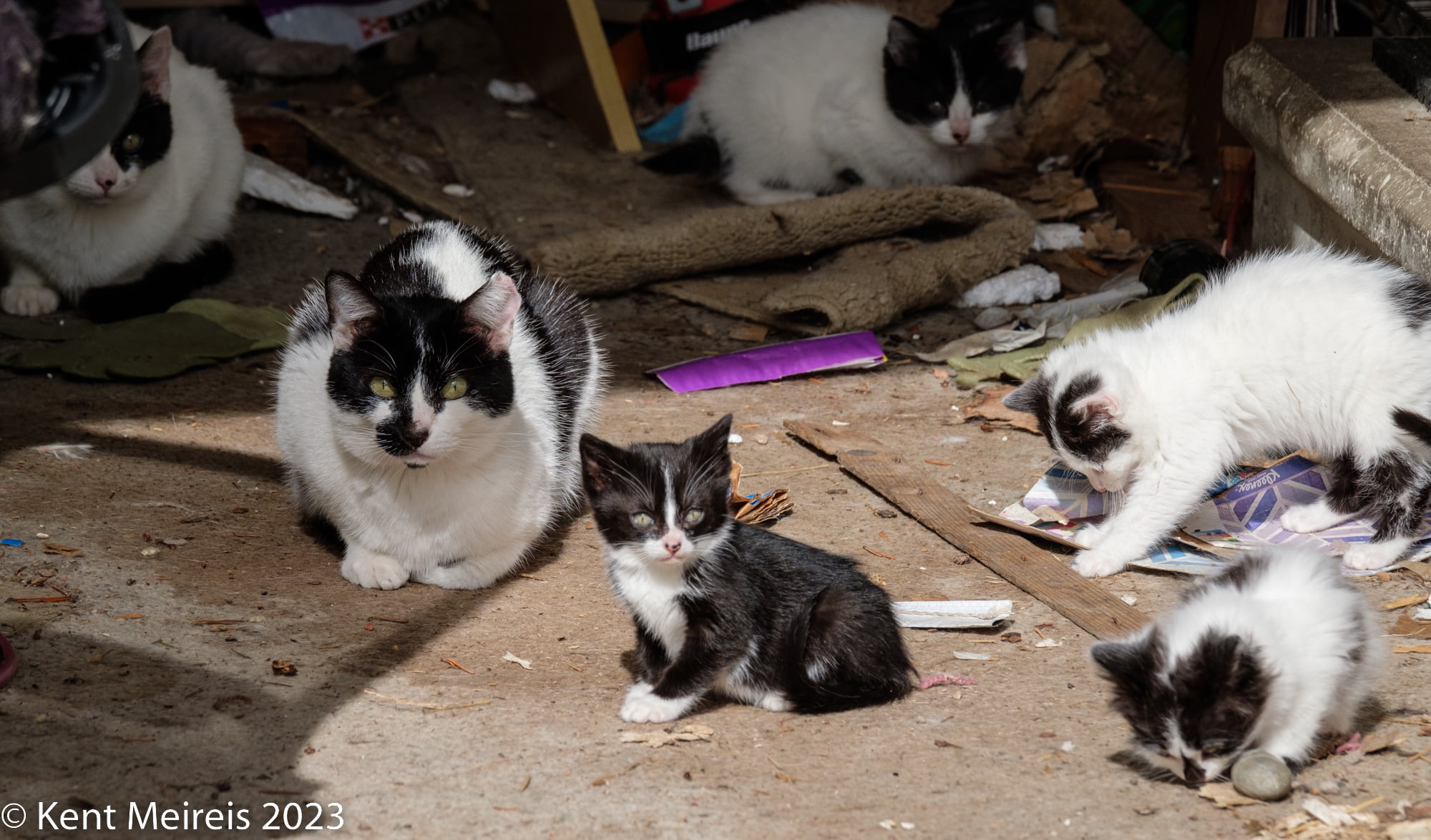 Black and white cats